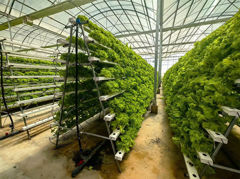 Estufas agrícolas alface nft s - Agriculture Vertical Farming avaliação e preço